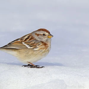 American Tree Sparrow (Spizelloides arborea), Ohio, USA