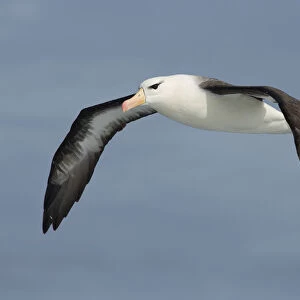 Black-browed Albatross (Thalassarche melanophris) flying, Victoria, Australia