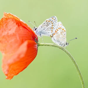 two Brown Argus (Aricia agestis) copulating on Common Poppy (Papaver rhoeas)