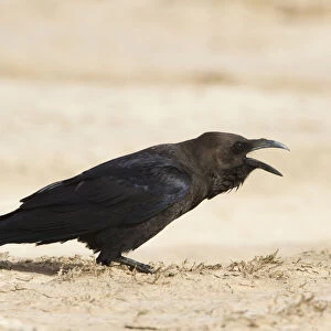 Brown-necked Raven (Corvus ruficollis), Morocco