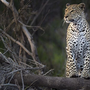 Leopard (Panthera pardus) female being alert, South Africa, mpumalanga, sabi sands
