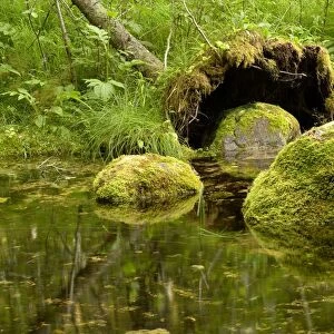 Moss-covered boulders in a forest river in Endla Nature Reserve, Jarva, Estonia
