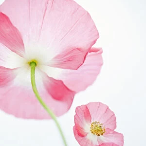pink green three poppies soft white delicate