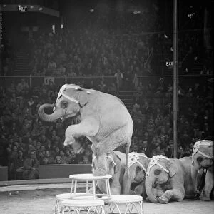 Elephants performing under the big top of the Bertram Mills Circus Circa 1959