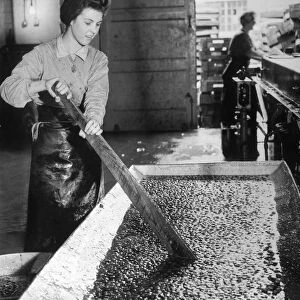 A female factory worker stirring strawberries to be made into jam at Wisbech Smedleys