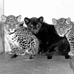 Jackson the Black Jaguar sits in between his two brothers