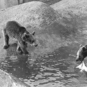London Zoo Brown Bear A Bear plays with a toy boat in the water pool in his