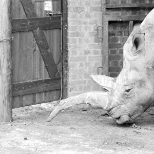 Nicole the 3 ton rhino waiting to have her horn removed with a saw at Longleat Safari