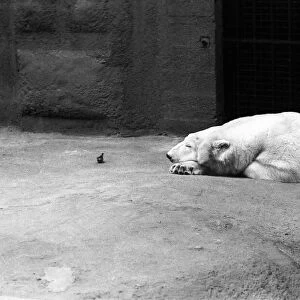 Polar Bear Sabrina seen here relaxing in her enclosure at London Zoo. 1st January 1975