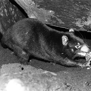 Tasmanian Devil at London Zoo January 1980