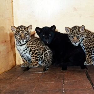 Tiger and Jaguar Cubs born at Marwell Zoo, Hampshire January 1989