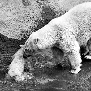 Triplet polar bear cub with his mother Sally at London Zoo