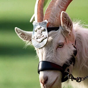 Welsh Goat Mascot