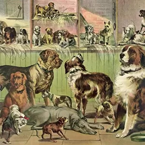 assorted dogs vintage artwork