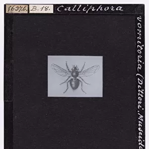 Calliphora Vomitoria (Diptera. Muscidae), from A. Celli, "Manuale dell'igienista, ad uso di ufficiali sanitari, medici circondariali e provinciali, ingegneri, chimici e veterinari igienisti, uffici e laboratori d'igiene", Torino, 1912
