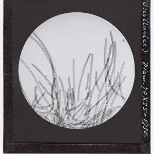 Microscopic enlargment of cells of Oscillaria Viridis (Oscillatoria)