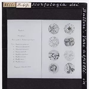 Morphology of bacteria, various aspects in reproduction, microscopic enlargement, plate 5, in W. Migula "System der Bakterien "Handbuch der Morphologie, Entwickelungsgeschichte und Systematik der Bakterien", Jena, Fischer, 1897