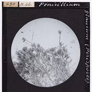 Penicillium glaucum: fungus belonging to the Perisporea species. Enlarged under a microscope