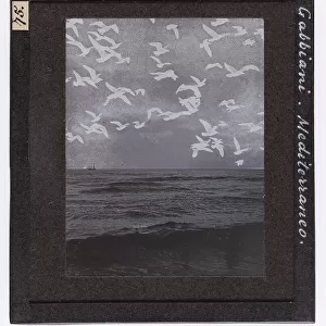 Seagulls in flight over the Mediterranean Sea