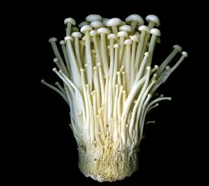 ENOKI mushrooms