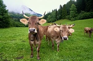 Swiss brown cows (Bos taurus) on green hills